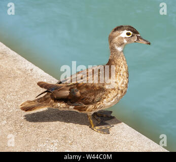 Seitenansicht der weiblichen Holz Ente im Water's Edge Stockfoto