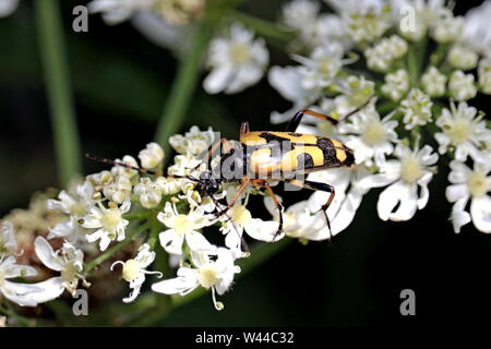 Spotted Longhorn Beetle. Rutpela maculata, die spotted Longhorn ist eine käferart der Blume Longhorns gehören zur Familie Cerambycidae. Ivybrid Stockfoto