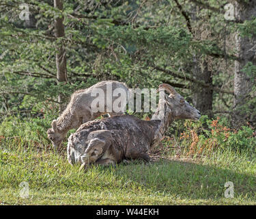 Lamm und Schaf Bighorn Schafe im Banff National Park, Alberta, Kanada Stockfoto