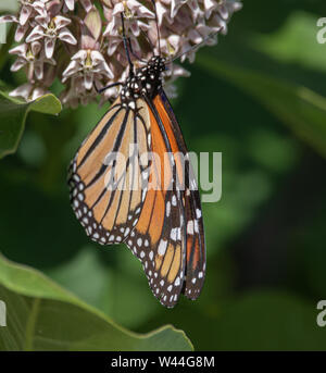 Seitlicher Blick auf einen Monarchen-Schmetterling auf einer Milchkraut-Pflanze im Algonquin Park im Sommer. Danaus Plexippus ist ein wissenschaftlicher Name Stockfoto