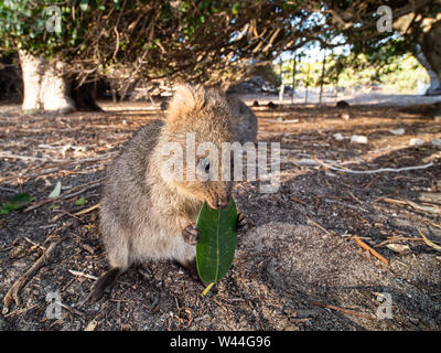 Quokka essen ein Blatt auf Rottnest Island Stockfoto