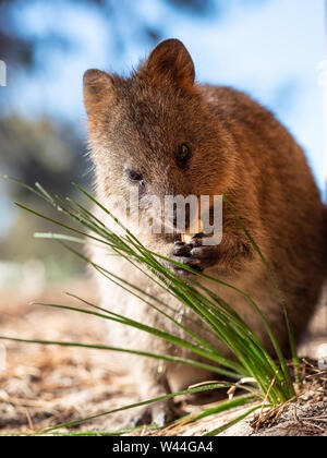 Quokka Essen auf Rottnest Island Stockfoto