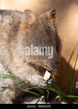 Quokka Essen auf Rottnest Island Stockfoto