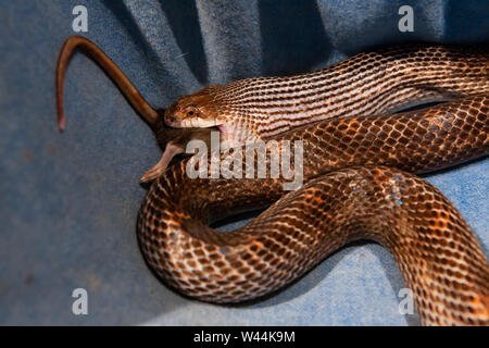 Eine Detailansicht auf die verbreiterte Kiefer einer tödlichen Schlange, ein Rattenschwanz und hinterbeine gesehen werden, das aus den Körper der Schlange. Stockfoto
