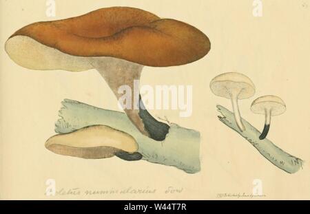 Farbige Abbildungen von Englisch Pilze oder Pilze - t. 89. Stockfoto