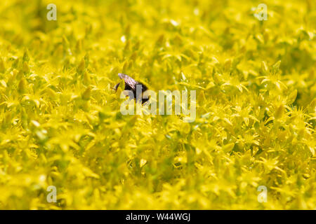 Sedum acre, Golden moss Steinmetz oder fetthenne ätzend, bekannt als gelbe Rose Stockfoto