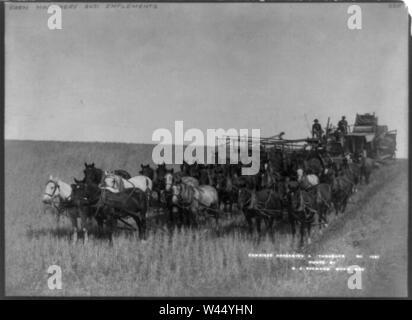 Kombinierte Harvester & Thrasher (durch große Team von Pferden gezogen) Stockfoto