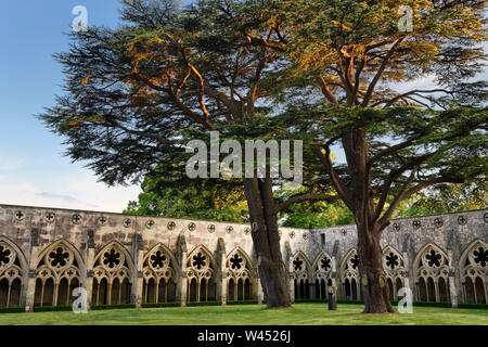 Zwei riesige Zeder im Garten des Kreuzgangs mit Arkaden überdachten Gehweg an der Kathedrale von Salisbury Salisbury England Stockfoto