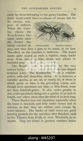 Gemeinsame britische Insekten von den typischen Käfer, Motten und Schmetterlinge von Großbritannien (Seite 23) Stockfoto