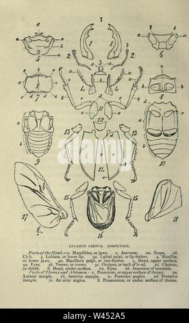 Gemeinsame britische Insekten von den typischen Käfer, Motten und Schmetterlinge von Großbritannien (Seite 10) Stockfoto