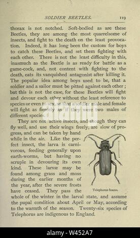 Gemeinsame britische Insekten von den typischen Käfer, Motten und Schmetterlinge von Großbritannien (Seite 119) Stockfoto