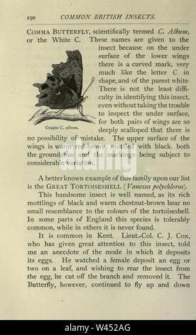 Gemeinsame britische Insekten von den typischen Käfer, Motten und Schmetterlinge von Großbritannien (Seite 190) Stockfoto