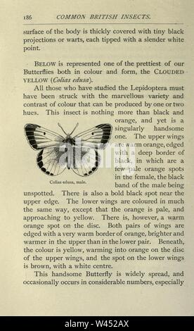 Gemeinsame britische Insekten von den typischen Käfer, Motten und Schmetterlinge von Großbritannien (Seite 186) Stockfoto