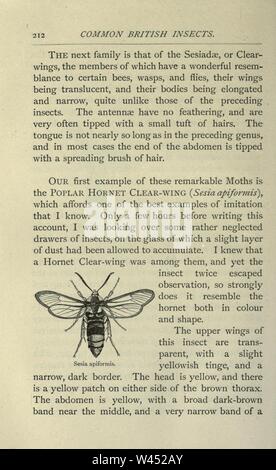 Gemeinsame britische Insekten von den typischen Käfer, Motten und Schmetterlinge von Großbritannien (Seite 212) Stockfoto