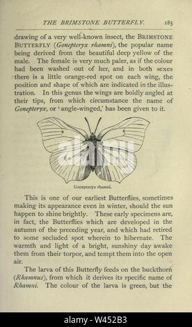 Gemeinsame britische Insekten von den typischen Käfer, Motten und Schmetterlinge von Großbritannien (Seite 185) Stockfoto