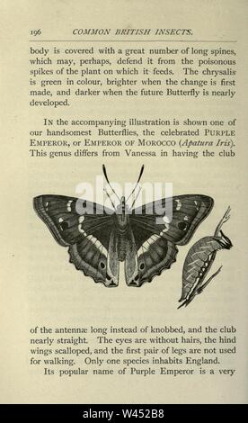 Gemeinsame britische Insekten von den typischen Käfer, Motten und Schmetterlinge von Großbritannien (Seite 196) Stockfoto