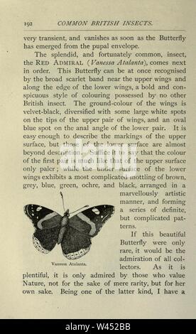 Gemeinsame britische Insekten von den typischen Käfer, Motten und Schmetterlinge von Großbritannien (Seite 192) Stockfoto