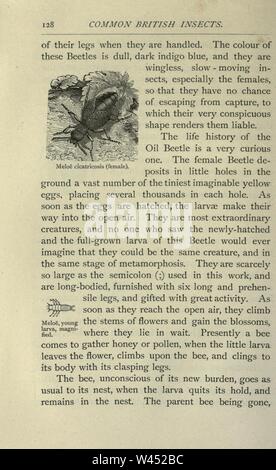 Gemeinsame britische Insekten von den typischen Käfer, Motten und Schmetterlinge von Großbritannien (Seite 128) Stockfoto