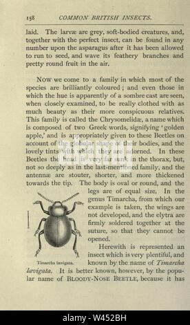 Gemeinsame britische Insekten von den typischen Käfer, Motten und Schmetterlinge von Großbritannien (Seite 158) Stockfoto