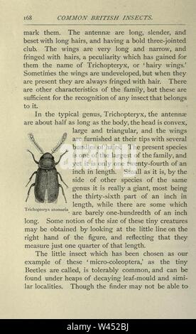 Gemeinsame britische Insekten von den typischen Käfer, Motten und Schmetterlinge von Großbritannien (Seite 168) Stockfoto