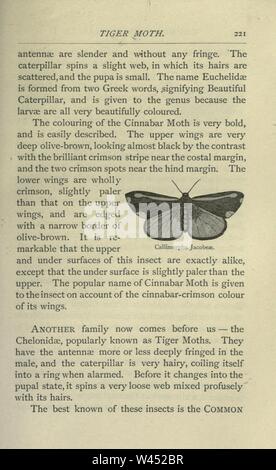 Gemeinsame britische Insekten von den typischen Käfer, Motten und Schmetterlinge von Großbritannien (Seite 221) Stockfoto