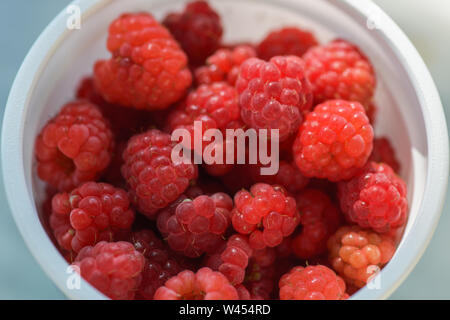 Viele reife rote Himbeeren in eine weiße Schale aus Kunststoff, Ansicht von oben. Horizontale Makrofotografie Stockfoto