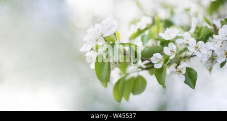 Banner. Blüte Frucht: Apfel, Birne im Garten im Frühjahr. Längliche Foto Stockfoto