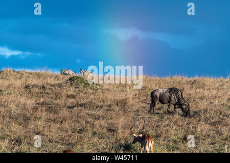 Wunderschöne Landschaften während der großen Migration Saison in Masai Mara triangle Stockfoto