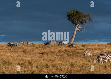 Wunderschöne Landschaften während der großen Migration Saison in Masai Mara triangle Stockfoto