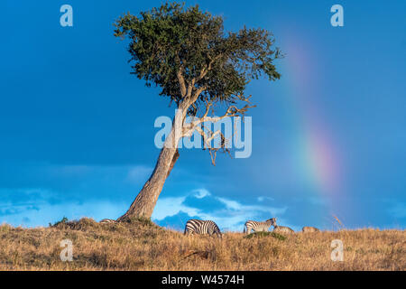 Wunderschöne Landschaften während der großen Migration Saison in Masai Mara triangle Stockfoto