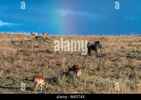 Wunderschöne Landschaften während der großen Migration Saison in Masai Mara triangle Stockfoto