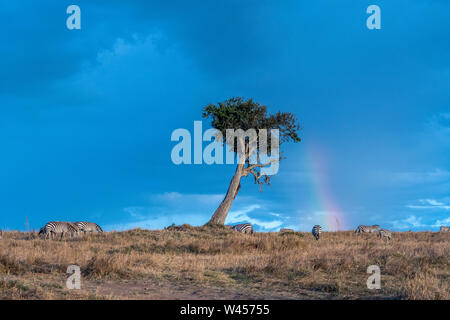 Wunderschöne Landschaften während der großen Migration Saison in Masai Mara triangle Stockfoto