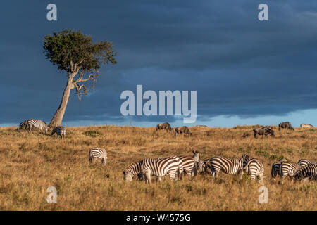 Wunderschöne Landschaften während der großen Migration Saison in Masai Mara triangle Stockfoto