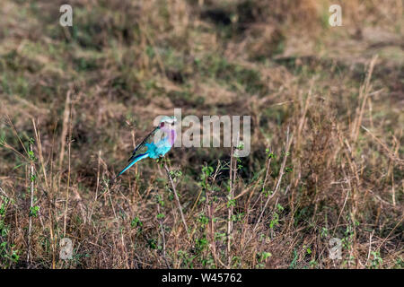 Lilac-breasted Roller an halten zu kleinen Zweig in Masai Mara triangle Stockfoto