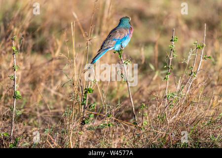 Lilac-breasted Roller an halten zu kleinen Zweig in Masai Mara triangle Stockfoto