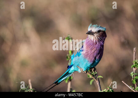 Lilac-breasted Roller an halten zu kleinen Zweig in Masai Mara triangle Stockfoto