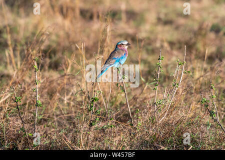 Lilac-breasted Roller an halten zu kleinen Zweig in Masai Mara triangle Stockfoto