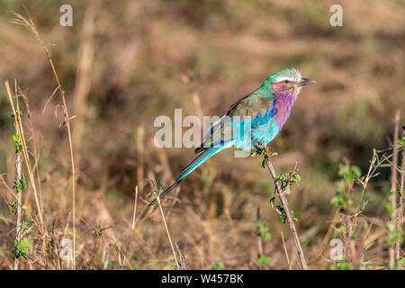 Lilac-breasted Roller an halten zu kleinen Zweig in Masai Mara triangle Stockfoto