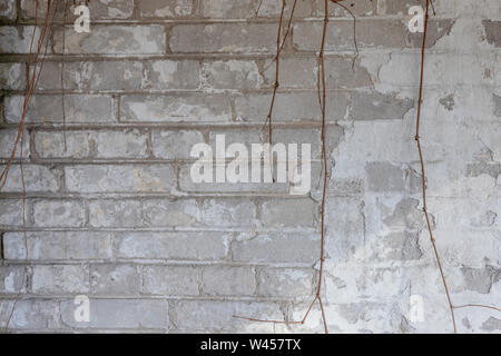 Alte, Tusk Wand mit Reben. Hintergrund von hellen, bemalte Steine. Stockfoto