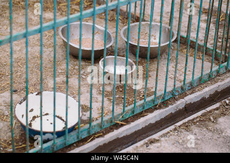 Tierheim. Halb leeren Schüsseln mit Hundefutter Stockfoto