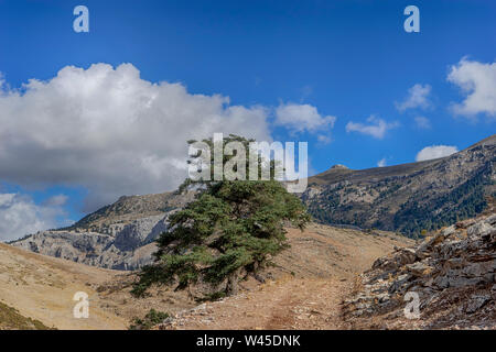 Die Sierra de las Nieves Naturpark in der Provinz Málaga, Andalusien Stockfoto