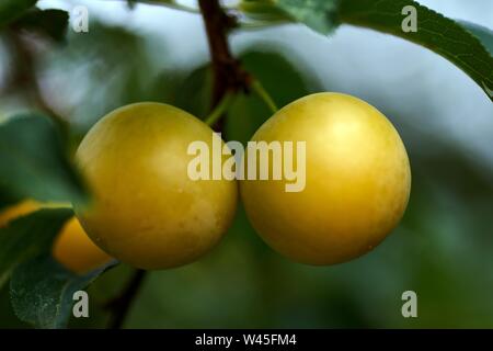 Gelben Mirabellen. Reif mirabelle am Baum. Bio Früchte vor der Ernte im Sommer. Prunus domestica syriaca Stockfoto