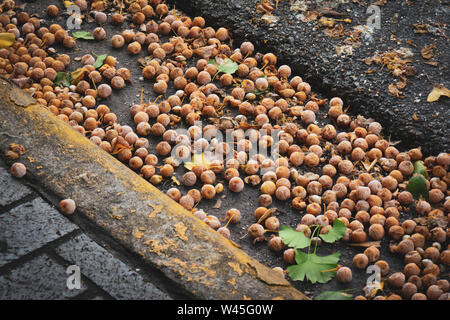 Gefallenen überreife Pflaumen vom Baum in die Gosse der Stadt Straße, USA Stockfoto