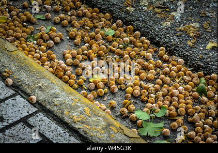 Gefallenen überreife Pflaumen vom Baum in die Gosse der Stadt Straße, USA Stockfoto