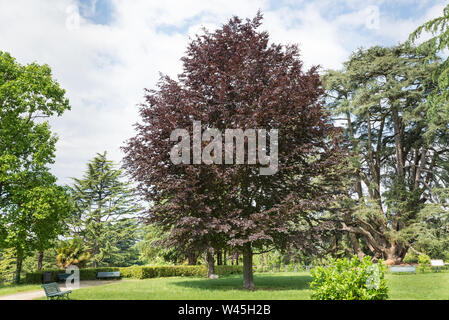 Copper Beech oder lila Buche (Fagus sylvatica purpurea). Dekorative Baum mit rot-lila rote Blätter. Varese öffentlichen Gärten oder Estensi Gärten Stockfoto