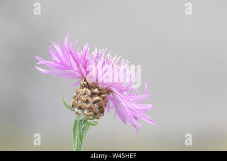Centaurea jacea, den braunen Flockenblume, auch bekannt als Braun geröntgt Flockenblume, Brownray Flockenblume und Hardheads Stockfoto