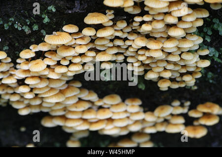 Xeromphalina Campanella, wie Pinewood Gingertail, wilde Pilze aus Finnland bekannt Stockfoto