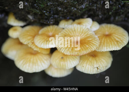 Xeromphalina Campanella, wie Pinewood Gingertail, wilde Pilze aus Finnland bekannt Stockfoto