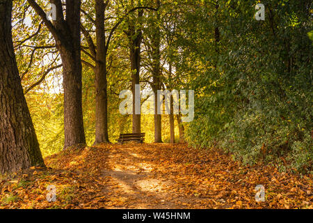 Warme Herbst Sonnenlicht durch Bäume auf der Werkbank in leafage überdachten Straße durch den Wald Stockfoto