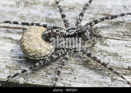 Acantholycosa lignaria, ein wolf spider Durchführung ei Sac Stockfoto